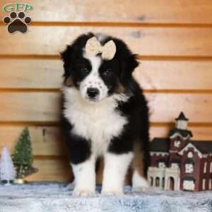 Snickerdoodle, Miniature Australian Shepherd Puppy