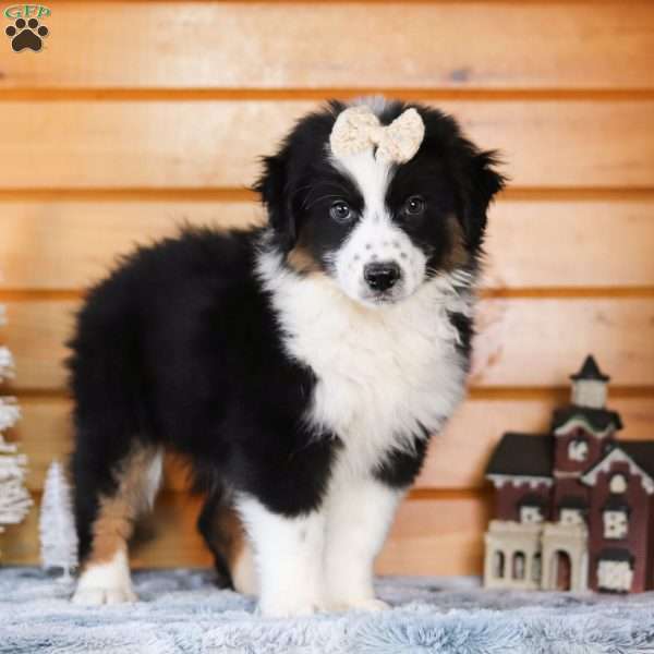 Snickerdoodle, Miniature Australian Shepherd Puppy