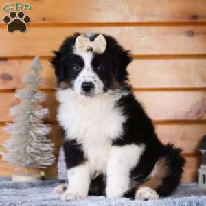 Snickerdoodle, Miniature Australian Shepherd Puppy