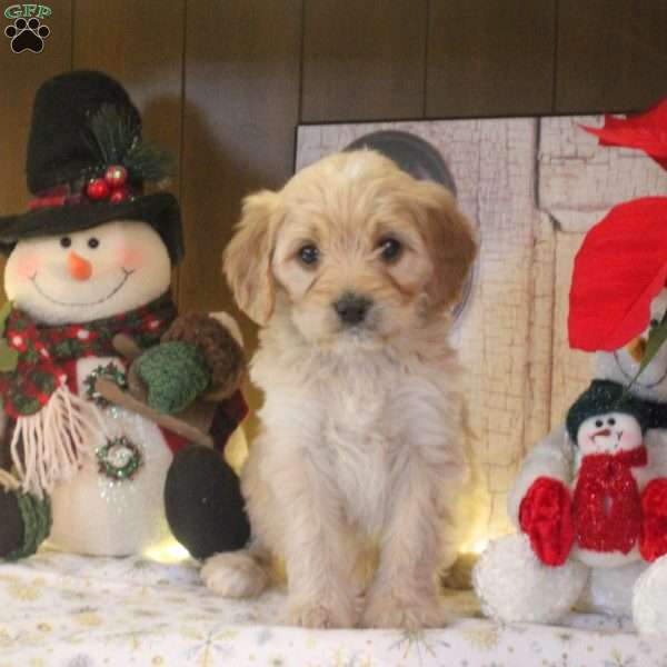 Snickers, Cavapoo Puppy