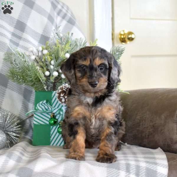 Snickers, Cavalier King Charles Mix Puppy