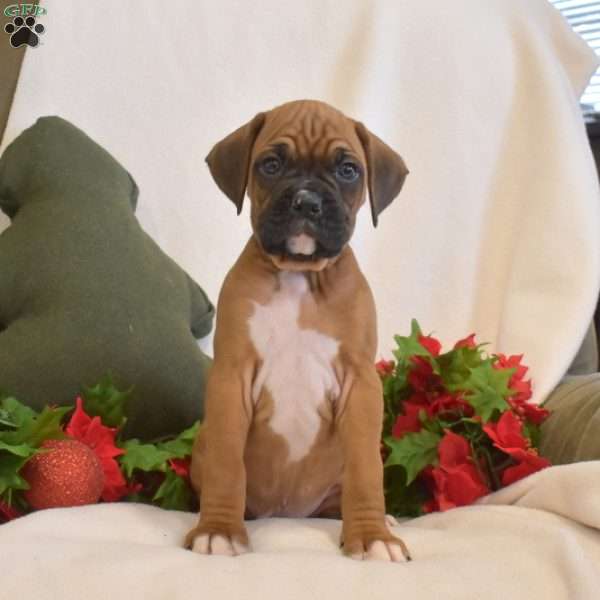 Snickers, Boxer Puppy