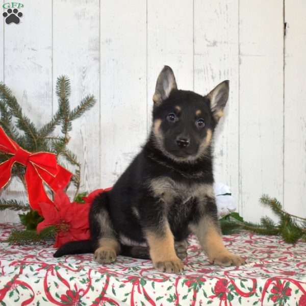 Snickers, German Shepherd Puppy