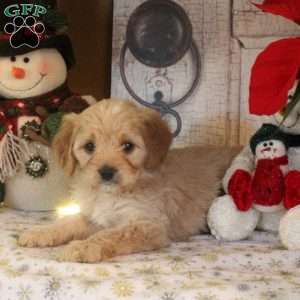 Snickers, Cavapoo Puppy