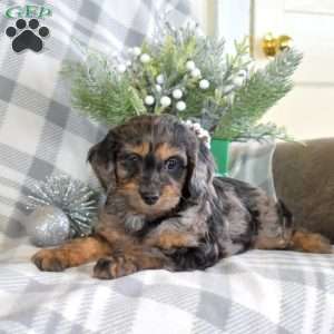 Snickers, Cavalier King Charles Mix Puppy