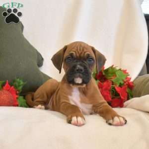 Snickers, Boxer Puppy