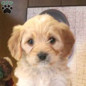 Snickers, Cavapoo Puppy