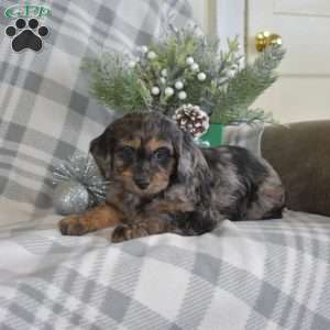 Snickers, Cavalier King Charles Mix Puppy