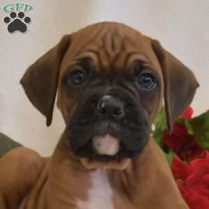 Snickers, Boxer Puppy