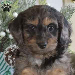 Snickers, Cavalier King Charles Mix Puppy