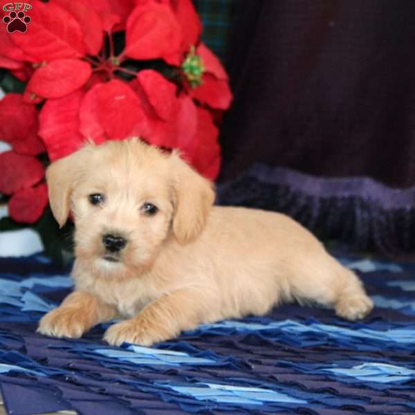 Snickers, Miniature Schnauzer Mix Puppy