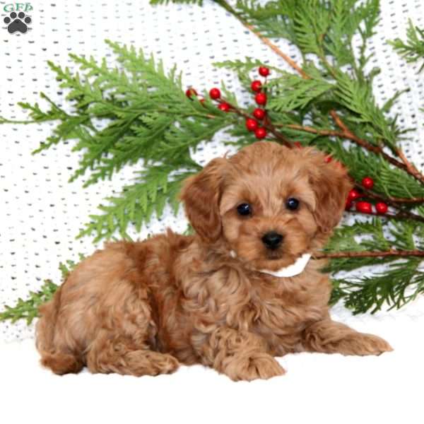 Snickers, Cavapoo Puppy