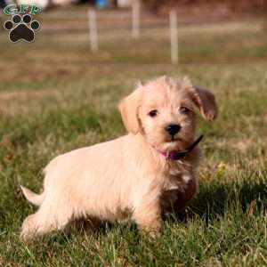 Snickers, Miniature Schnauzer Mix Puppy