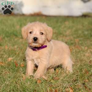 Snickers, Miniature Schnauzer Mix Puppy