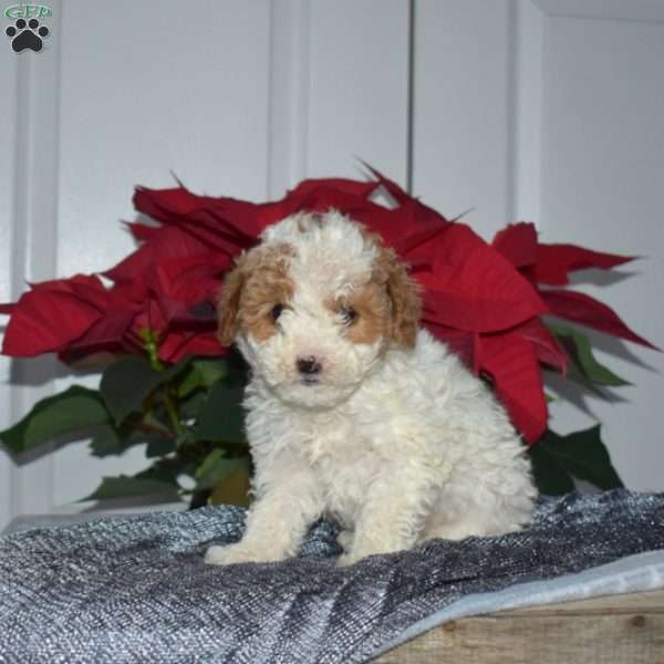 Snoopy, Toy Poodle Puppy