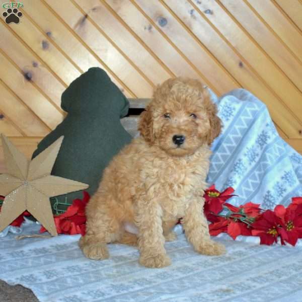 Snoopy, Mini Goldendoodle Puppy