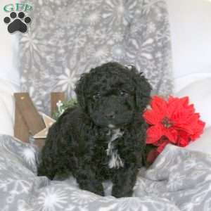 Snoopy, Mini Goldendoodle Puppy