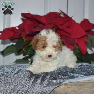 Snoopy, Toy Poodle Puppy