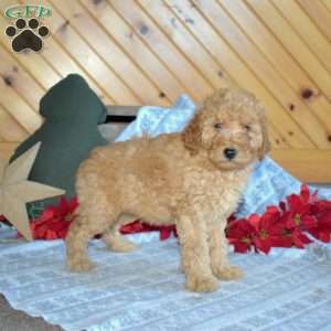 Snoopy, Mini Goldendoodle Puppy