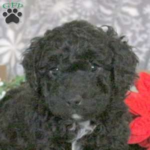 Snoopy, Mini Goldendoodle Puppy