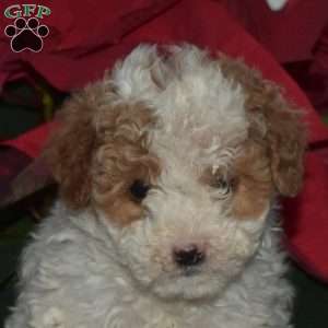 Snoopy, Toy Poodle Puppy