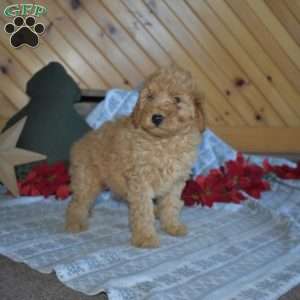 Snoopy, Mini Goldendoodle Puppy