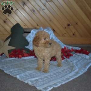 Snoopy, Mini Goldendoodle Puppy