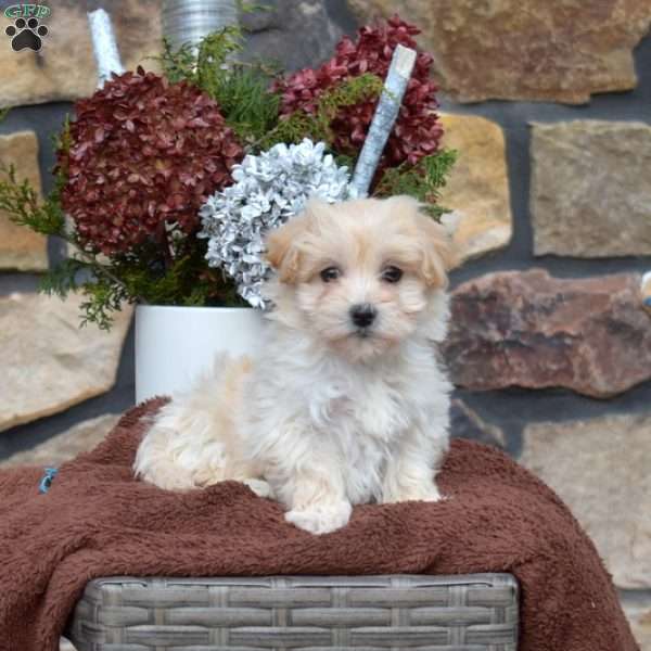 Snow Bell, Maltipoo Puppy