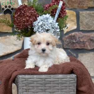 Snow Bell, Maltipoo Puppy