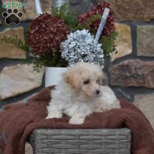 Snow Bell, Maltipoo Puppy