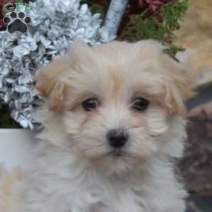 Snow Bell, Maltipoo Puppy