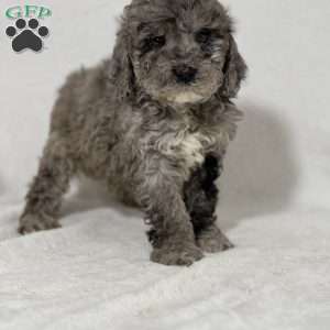 Snow, Mini Goldendoodle Puppy