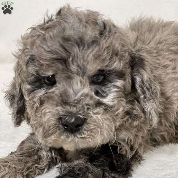 Snow, Mini Goldendoodle Puppy