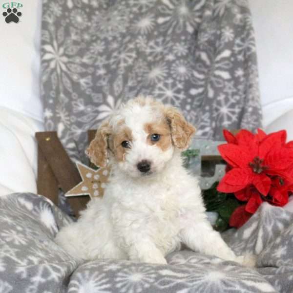 Snowball, Mini Goldendoodle Puppy