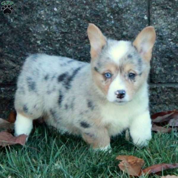 Snowball, Pembroke Welsh Corgi Puppy