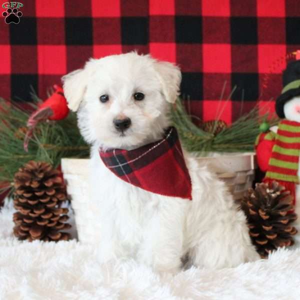 Snowball, Schnoodle Puppy