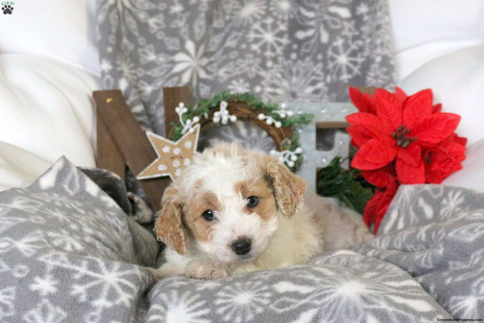 Snowball - Mini Goldendoodle Puppy For Sale in Pennsylvania