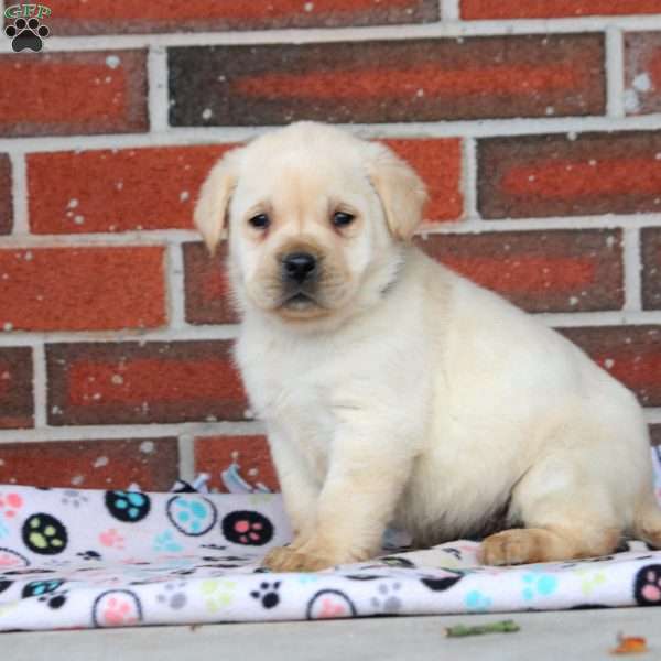 Snowball, Yellow Labrador Retriever Puppy