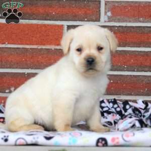 Snowball, Yellow Labrador Retriever Puppy