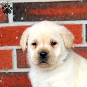 Snowball, Yellow Labrador Retriever Puppy