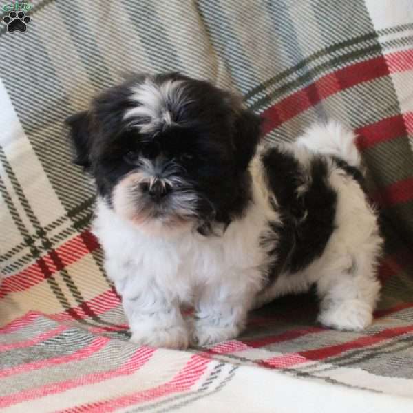 Snowflake, Shih Tzu Puppy