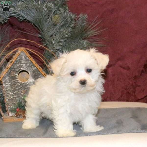 Snowflake, Maltichon Puppy