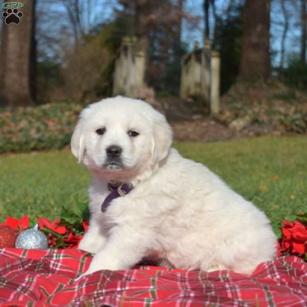 Snowflake, English Cream Golden Retriever Puppy