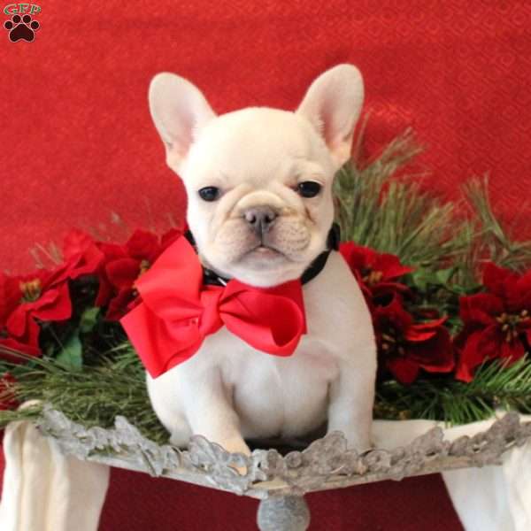 Snowflake, French Bulldog Puppy