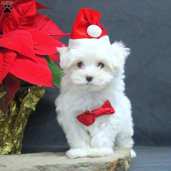 Snowflake, Maltese Puppy