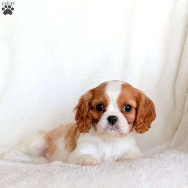 Snowflake, Cavalier King Charles Spaniel Puppy