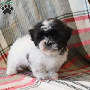 Snowflake, Shih Tzu Puppy