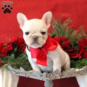 Snowflake, French Bulldog Puppy