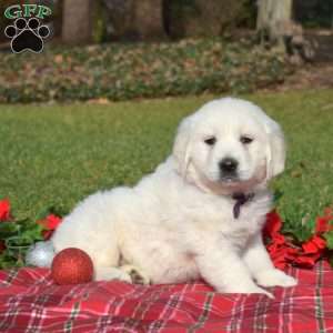 Snowflake, English Cream Golden Retriever Puppy