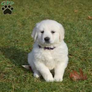 Snowflake, English Cream Golden Retriever Puppy